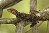 Elliot's forest lizard Calotes ellioti.JPG