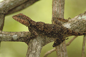 Descripción de la imagen Lagarto del bosque de Elliot Calotes ellioti.JPG.