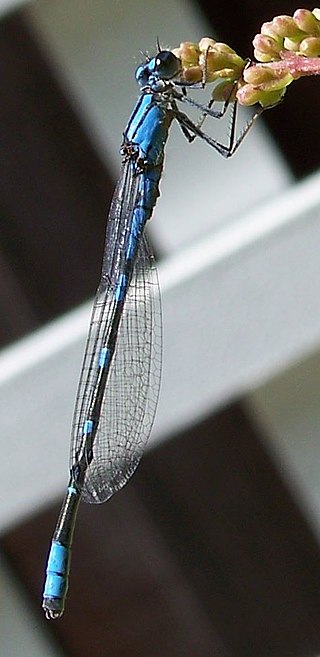 <span class="mw-page-title-main">Tule bluet</span> Species of damselfly