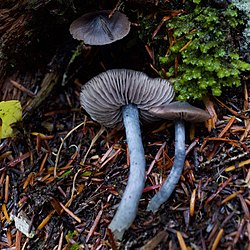 Entocybe trachyospora (Largent) Largent, T.J. Baroni & V. Hofstetter 1112375.jpg