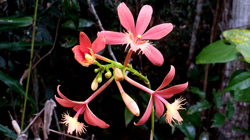 File:Epidendrum cinnabarinum - Flickr. 003.jpg