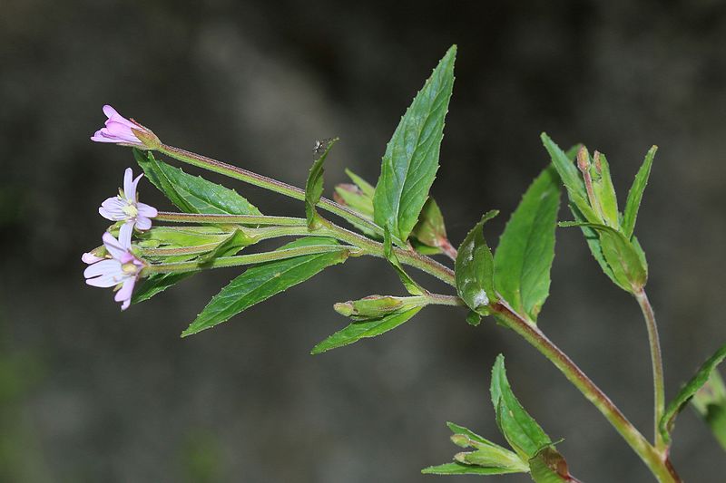 File:Epilobium sp. - Flickr - S. Rae.jpg