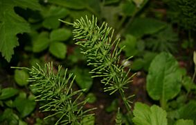 Equisetum-arvense-vegetative.JPG