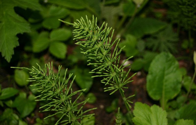 File:Equisetum-arvense-vegetative.JPG