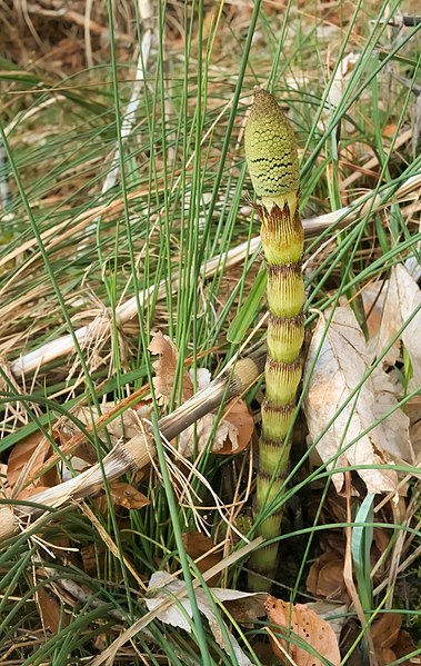 File:Equisetum telmateia Fallätsche 20200323 1.jpg