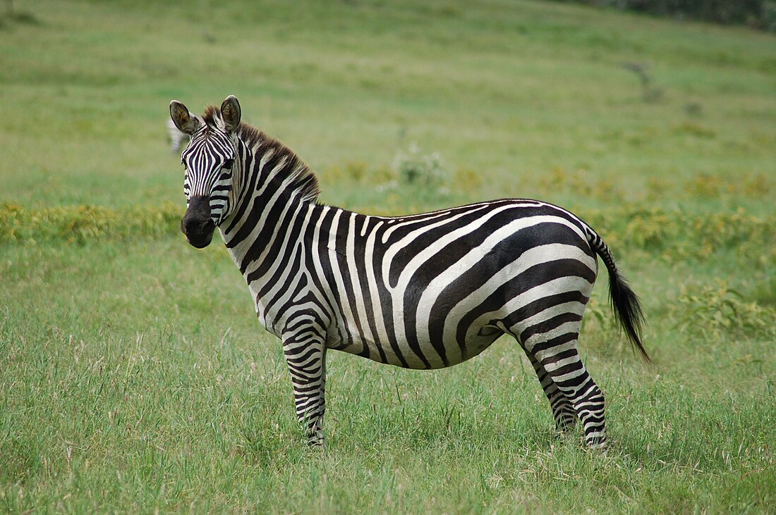 Zebra stepowa