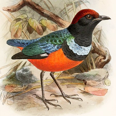 Erythropitta erythrogaster dohertyi 1899.jpg