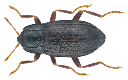 Esolus parallelepipedus