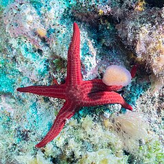 File:Estrella de mar (Hacelia attenuata), Cabo de Palos, España, 2022-07-15, DD 58.jpg (Category:Hacelia attenuata)