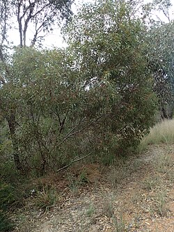 Eucalyptus × balanopelex habit.jpg