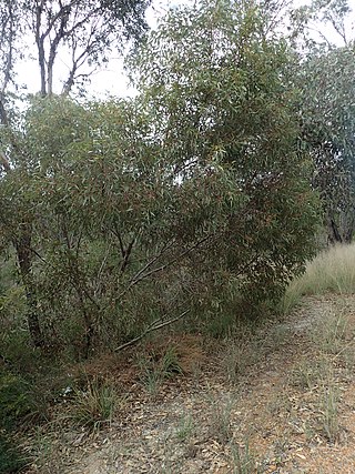 <i>Eucalyptus <span style="font-style:normal;">×</span> balanopelex</i> Species of eucalyptus