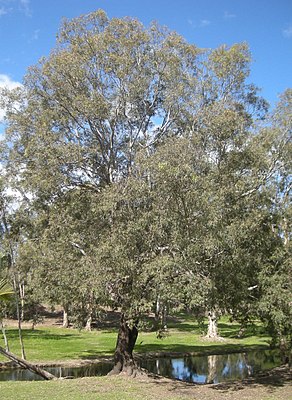 Eucalyptus coolabah och creek.jpg