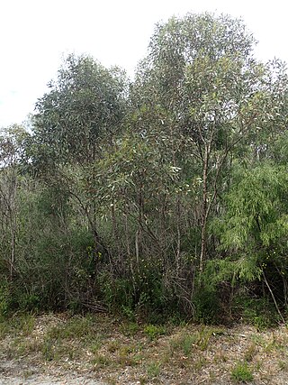 <i>Eucalyptus goniantha</i> Species of eucalyptus