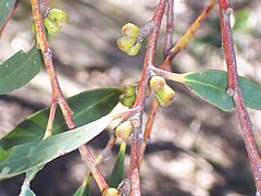 Description de l'image Eucalyptus triflora Pigeon House Mountain.JPG.