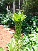 Eucomis comosa (flower buds with crown).jpg