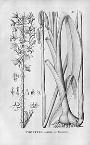 plate 77 Eulophia alta (as syn. Cyrtopera longifolia var. amazonica)