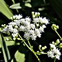 Miniatura para Eupatorium mikanioides