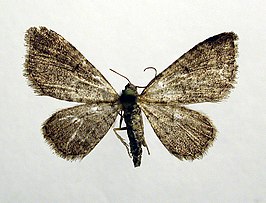 Eupithecia lutosaria