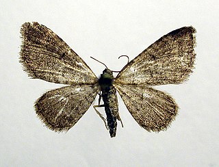 <i>Eupithecia plumbeolata</i> Species of moth