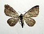 Eupithecia plumbeolata (Hengeldwerg- spanner)