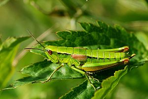 Little golden insect (Euthystira brachyptera), female