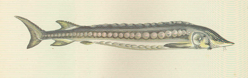 File:FMIB 46065 Common Sturgeon.jpeg