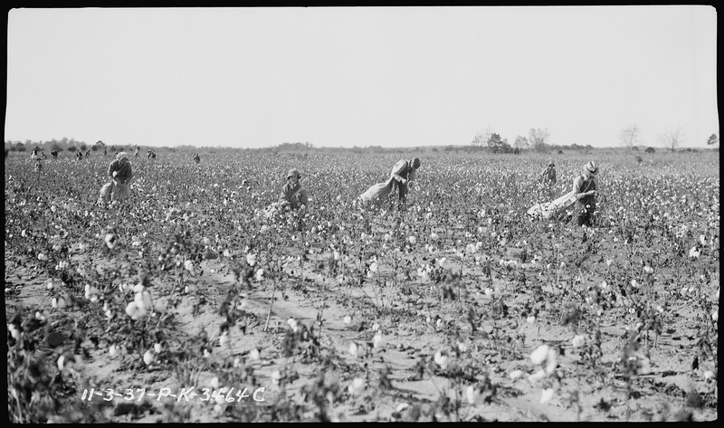 File:Farm workers picking cotton - NARA - 280050.tif