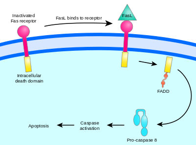 Activation-induced cell death