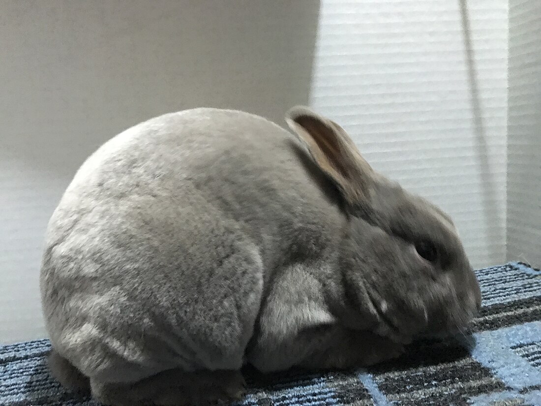 Mini Rex