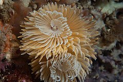 Description de l'image Featherduster worm9.jpg.