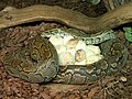 Female Python sebae brooding eggs Tropicario, FIN.jpg