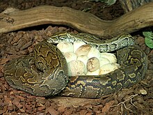 A brooding female python. Female Python sebae brooding eggs Tropicario, FIN.jpg
