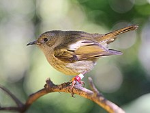 Hihi femmina (stitchbird) appollaiata su un ramoscello.jpg