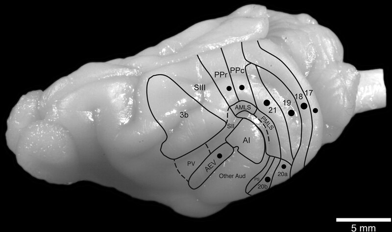 File:Ferret brain.jpg