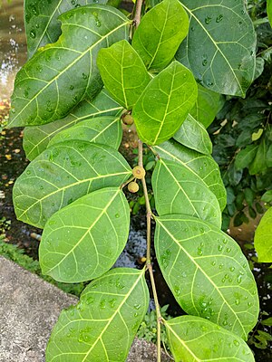 Ficus sp 59.jpg