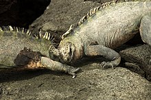 During territorial fights males headbutt, each attempting to push away the opponent Fighting Marine Iguanas (6519185111).jpg