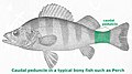 Fish Caudal Peduncle.jpg
