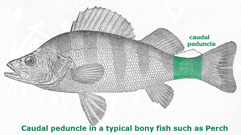 File:Fish Caudal Peduncle.jpg