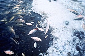 Fish kills result from depleting oxygen levels caused by Ceratium blooms. Fish kill pollution.jpg