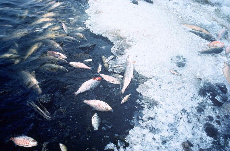 File:Fish kill pollution.jpg