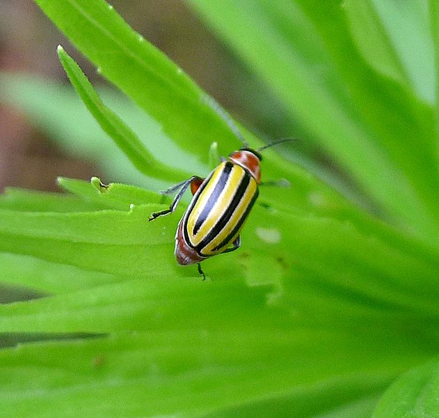 File:Flea beetle (Galerucinae, Alticini). Probably Disonycha species. - Flickr - gailhampshire.jpg