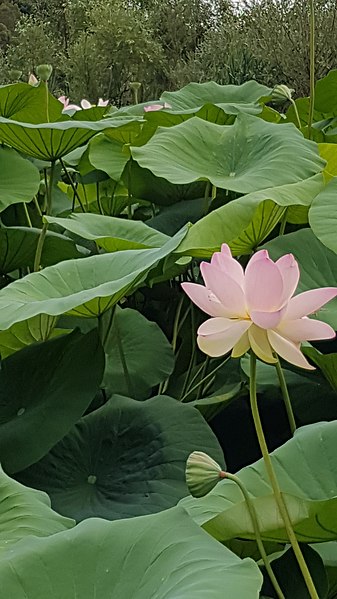 File:Fleur de Lotus.jpg