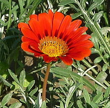 A flower in the Racecourse Park Flower-5.jpg