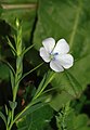 Kittien salvaġġ Linum angustifolium/Linum bienne