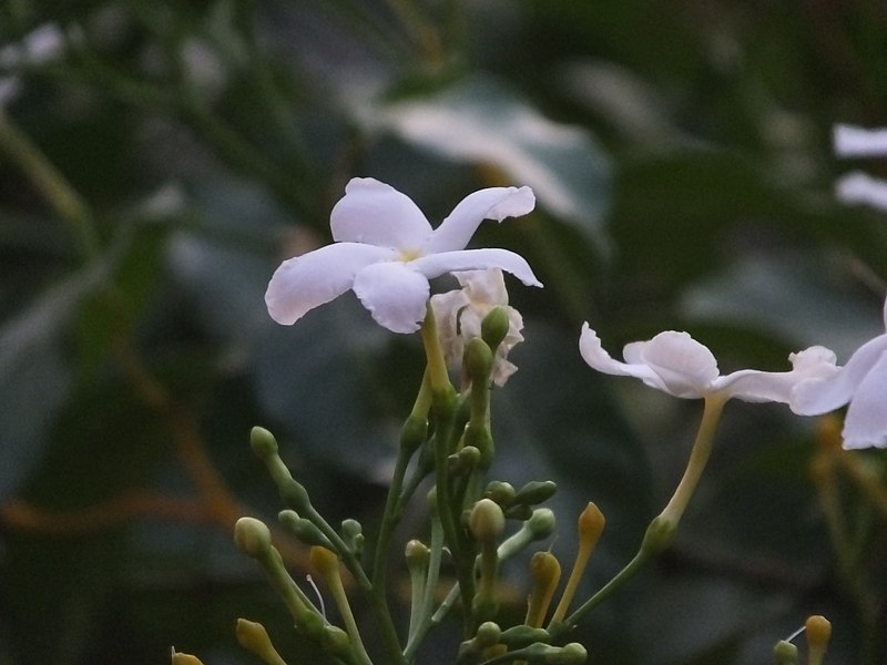 File:Flower in konkan before rain.jpg