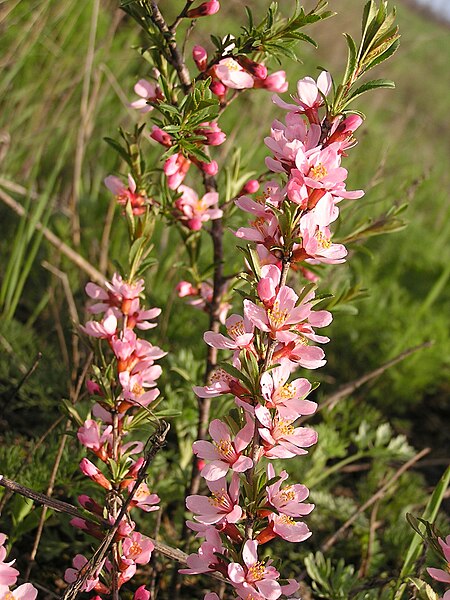 File:Flowers of Prunus tenella.jpg