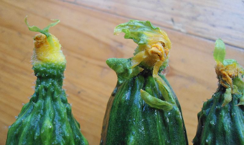 File:Flowers on cucumbers in Hainan, China - 02.JPG