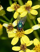 Female Chrysomya albiceps (Calliphoridae)