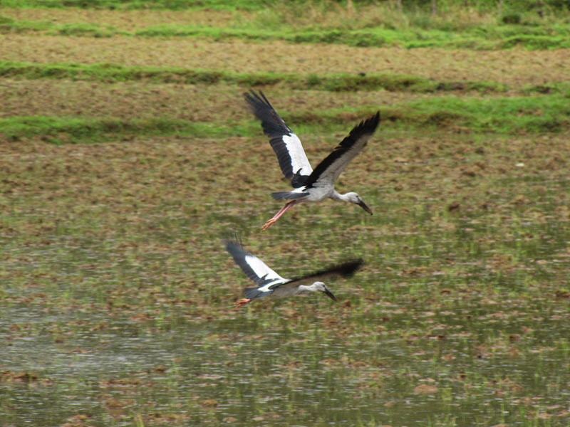 File:Flying Asian Openbill or Asian Openbill Stork (Anastomus oscitans), seen on the way to Madikeri.jpg