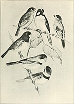 Thumbnail for File:Foreign birds for cage and aviary (1910) (14564498457).jpg